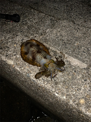 短時間エギング