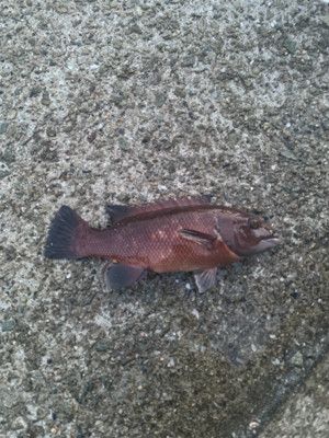 今年初のサビキで