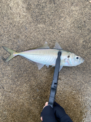 連日のアジング