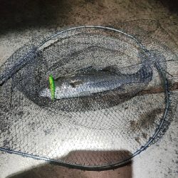 バチパターン？？