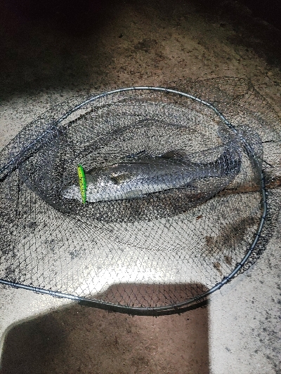 バチパターン？？