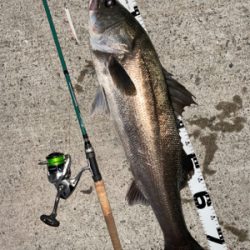 バチ抜けシーバス