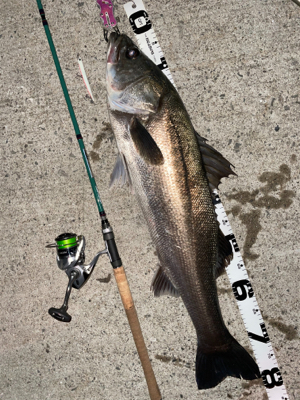 バチ抜けシーバス