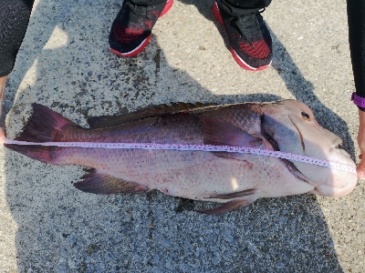 かぶせつりにて