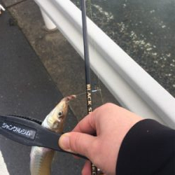 ゴールデンウィーク