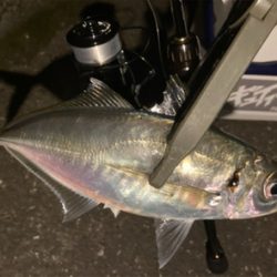 密を避けてアジング