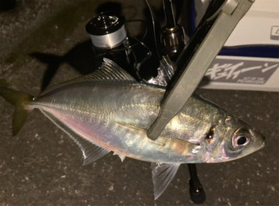 密を避けてアジング