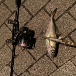 久しぶりの爆風アジング