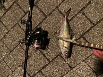 久しぶりの爆風アジング