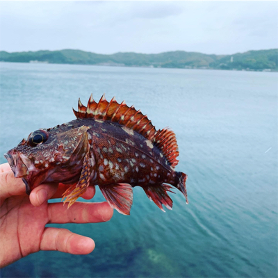 でかガシラ多数！！コウイカも。
