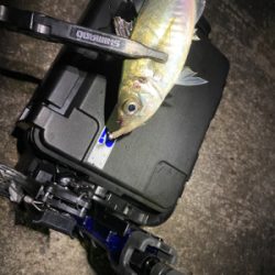 鯵はいる。渋いだけ・・・？