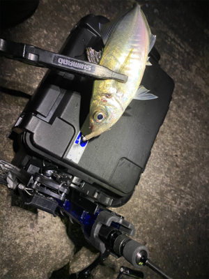 鯵はいる。渋いだけ・・・？