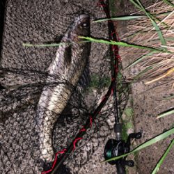 ナイトのハクパターン！