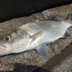 ゴールデンウィークのサラシヒラスズキ！！