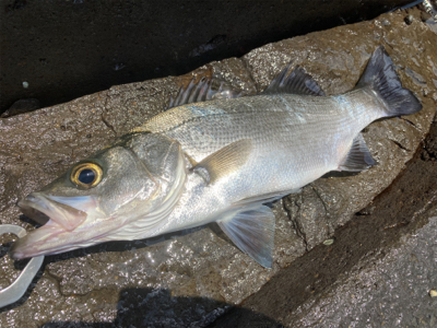 ゴールデンウィークのサラシヒラスズキ！！