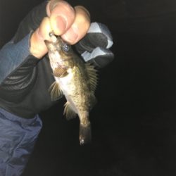 初江田島メバリング