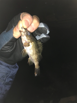 初江田島メバリング