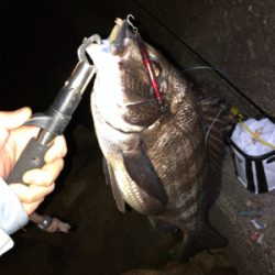 シーバス釣行でマチヌ