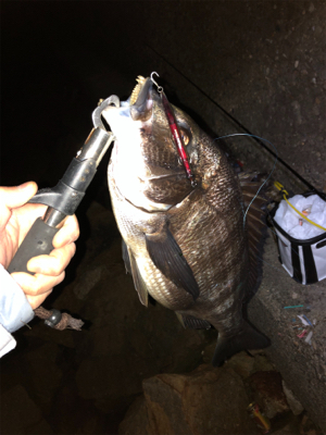 シーバス釣行でマチヌ