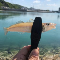 ちょい投げの釣果
