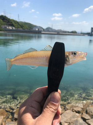 ちょい投げの釣果