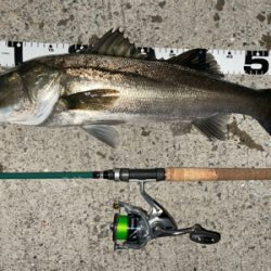 バチシー行ってきました