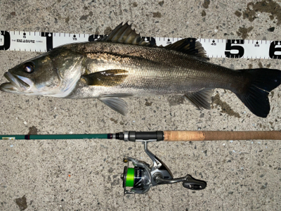 バチシー行ってきました