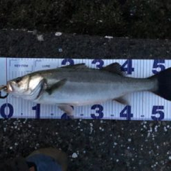 まあまあサイズ