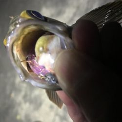 連休メバリング