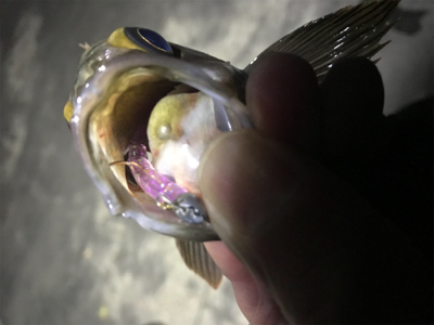 連休メバリング