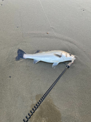 満足な釣行でした。