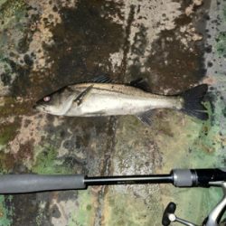 今日もバチシー