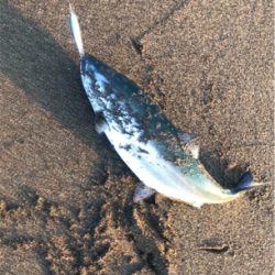 サクラマス ジグミノー ワイルドボーイ28g