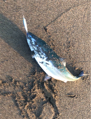 サクラマス ジグミノー ワイルドボーイ28g