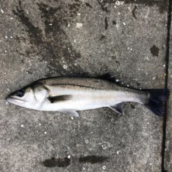 爆風のなかエビ撒き