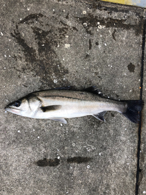 爆風のなかエビ撒き