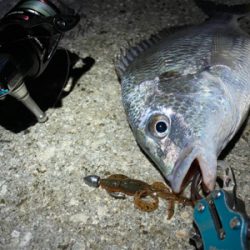 淀川ブリームゲーム