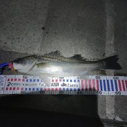 バチパターン調査