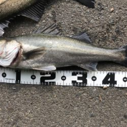 ロッド入魂完了