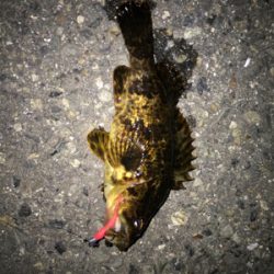 メバルたくさん