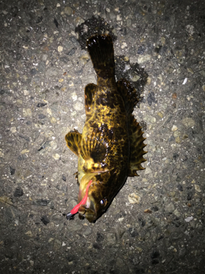 メバルたくさん