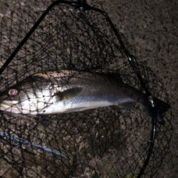 バチ抜けシーバス