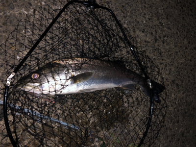 バチ抜けシーバス