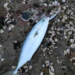 ハマチだけ鰤は出ず