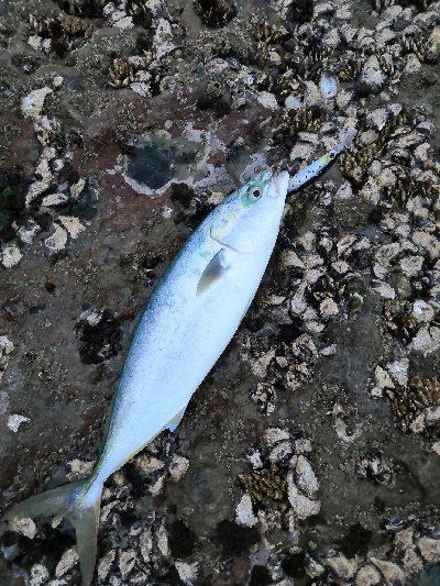 ハマチだけ鰤は出ず