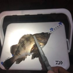 密を避けての釣行