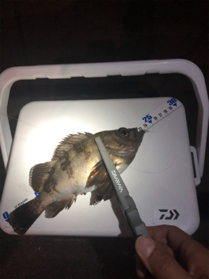 密を避けての釣行