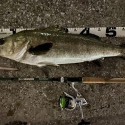 バチ抜けシーバス