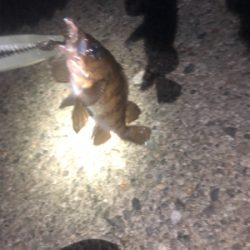 エギングからのメバリング