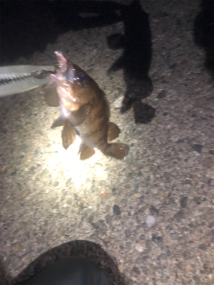 エギングからのメバリング